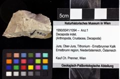 Foto (Objket + Etiketten) von Decapoda indet. 